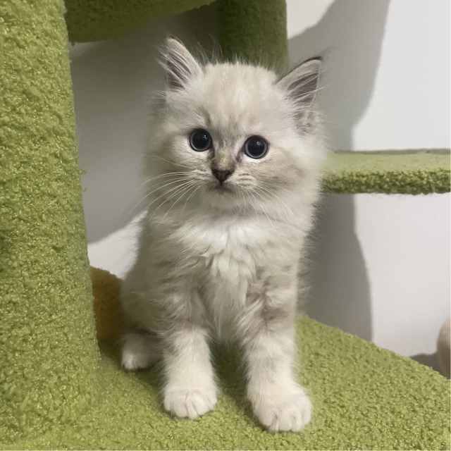 Purebred Ragdoll kitten Girl Ready to Go！ Cats & Kittens Gumtree Australia Brisbane South