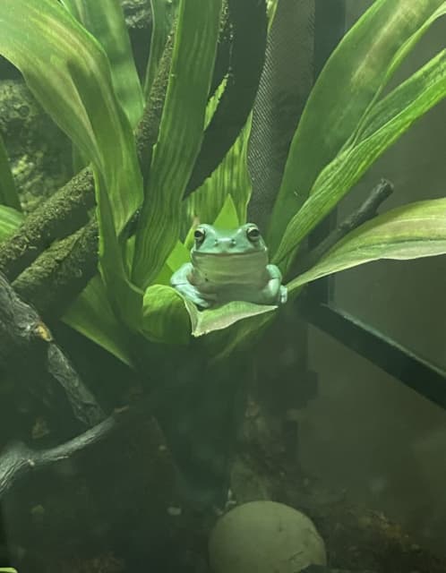 frog 40 gumtree