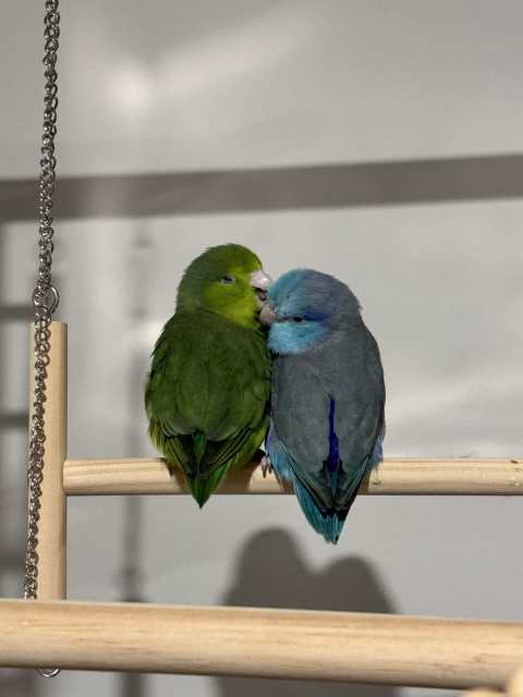 Hand raised Parrotlet Couple | Birds | Gumtree Australia Inner Sydney ...