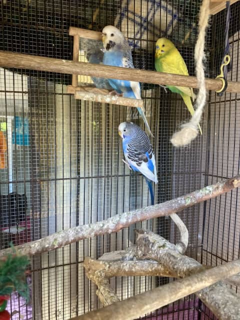 3 budgies in a cage