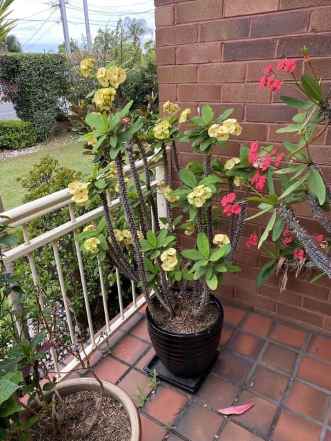 Crown of thorns in pot | Plants | Gumtree Australia Bankstown Area ...