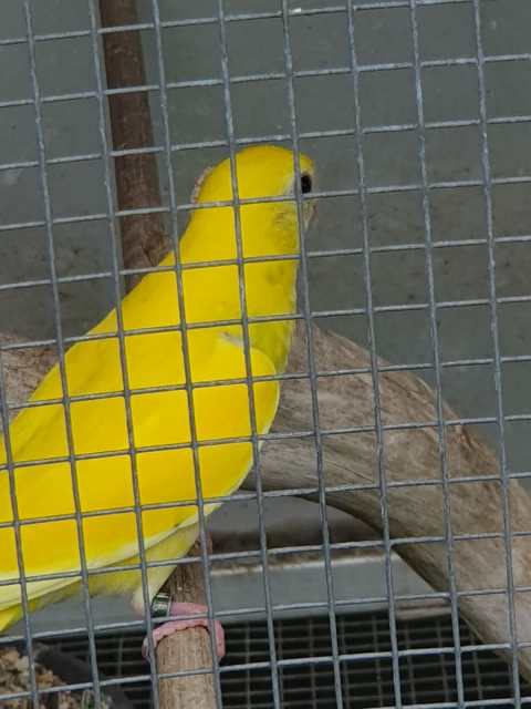 pied hooded parrots. | Birds | Gumtree Australia Maroochydore Area ...