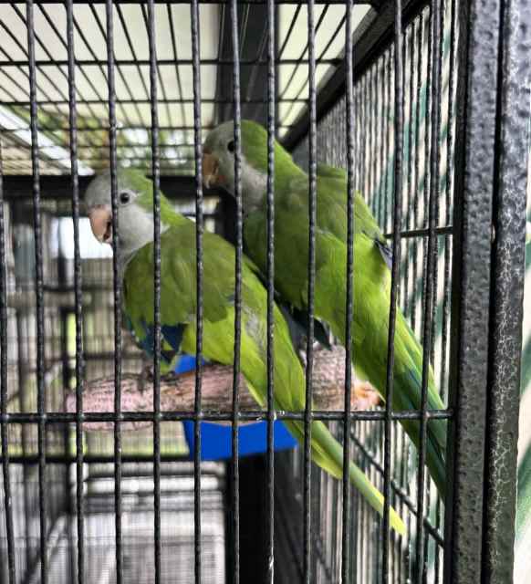 Various Birds for sale | Birds | Gumtree Australia Cairns Surrounds ...