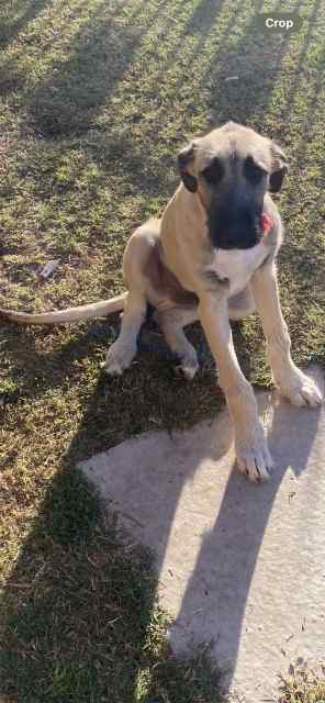 6mnth old male staghound pup | Dogs & Puppies | Gumtree Australia ...