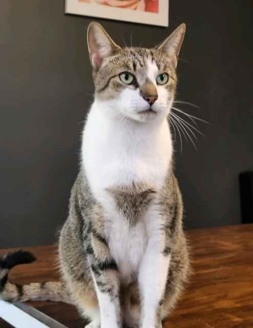 Desexed Male Tabby | Cats & Kittens | Gumtree Australia Maroochydore ...