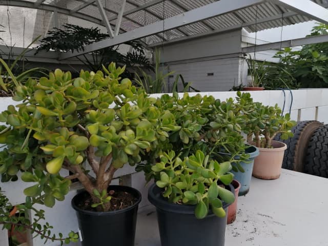 Jade Plants (Small & Big) Good Sizes in a Pot - Plants in Morley WA ...