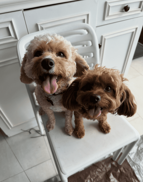 Rehoming Two Adorable Cavoodles Dogs & Puppies Gumtree Australia