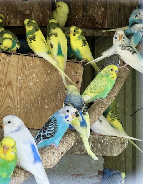 Budgies for sale! | Birds | Gumtree Australia Redcliffe Area - Clontarf