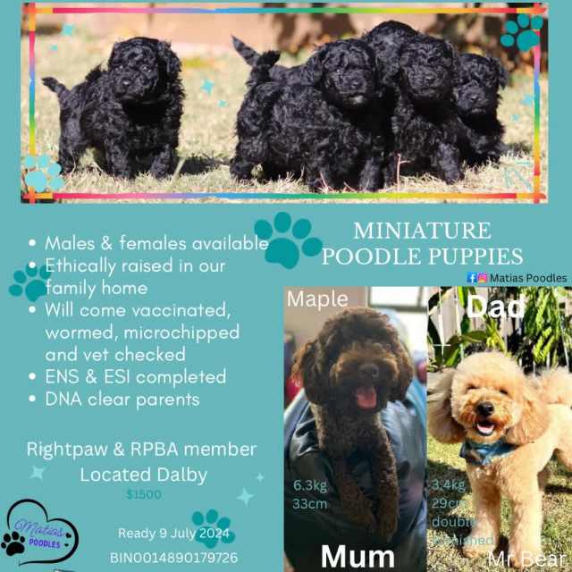 Miniature Poodle Puppies Dogs & Puppies Gumtree Australia Dalby