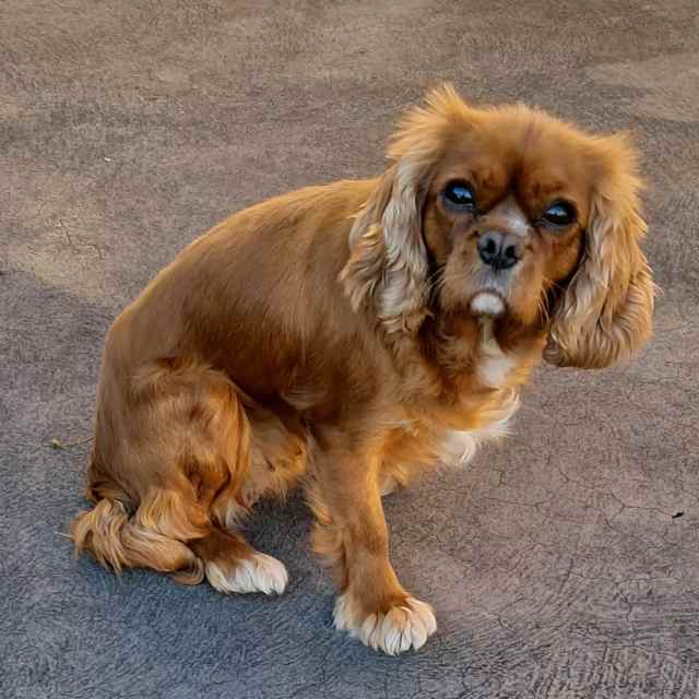 CAVALIER KING CHARLES FEMALE Dogs & Puppies Gumtree Australia Nowra