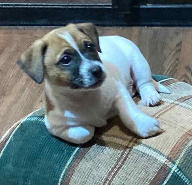 Jack Russell x Fox Terrier Puppies Dogs & Puppies Gumtree Australia