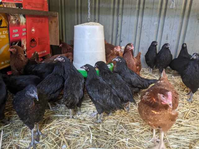 Australorp Cross and Isa Brown POL Pullets, Chooks, Chickens, Hens ...