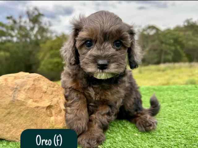 STUNNING Cavoodle Pups With Unique Colours | Dogs & Puppies | Gumtree ...