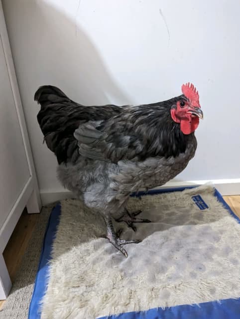 Beautiful Australorp Rooster 6 months old very friendly | Livestock ...