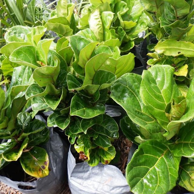 FIDDLELEAF FIG ADVANCED TREES IN 300 LITRE GROWBAGS 4 SALE QLD OZ