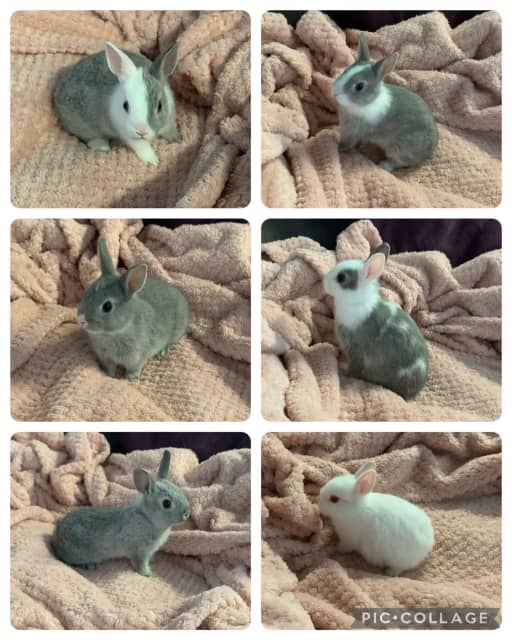 Purebred Netherland Dwarf Baby Bunny/ Rabbits Rabbits Gumtree Australia Richmond Valley