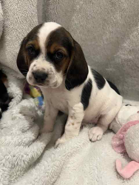 SPEAGLE PUPPIES COCKER SPANIEL X BEAGLE - LAST FEMALE LEFT | Dogs ...