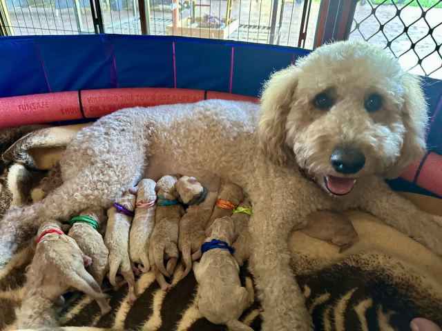 Groodle standard puppies | Dogs & Puppies | Gumtree Australia Cairns ...