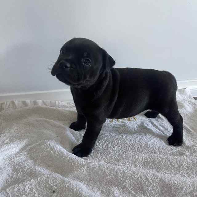 English Staffordshire Dogs & Puppies Gumtree Australia Adelaide