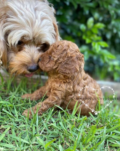 Trading post shop toy cavoodle