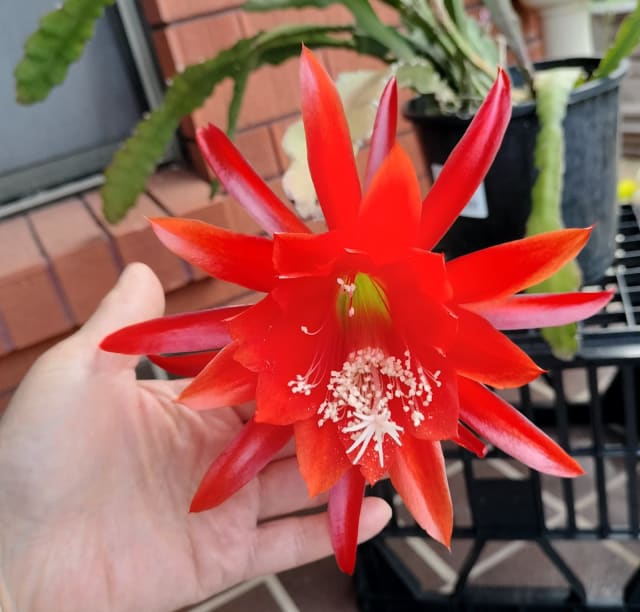 19 each pot / all have buds / 4 pots available / no offers Plants Gumtree Australia