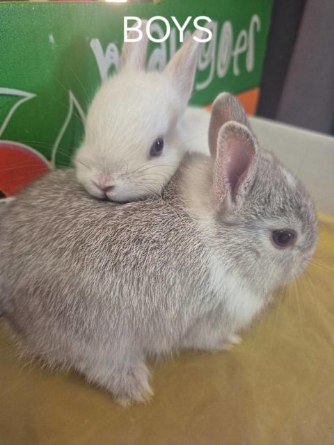 Purebred Netherland dwarf baby bunnies rabbits | Rabbits | Gumtree ...