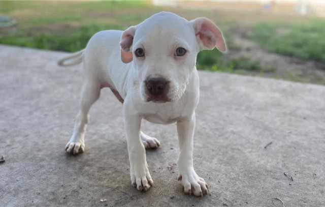 Pure White Rednose American Staffy Puppy | Dogs & Puppies | Gumtree ...