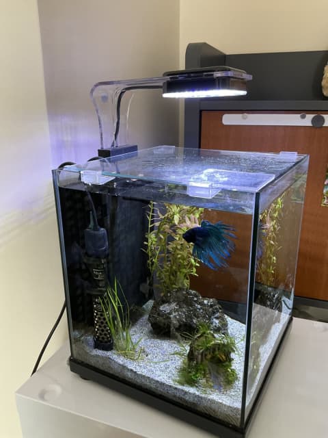 aqua one betta sanctuary