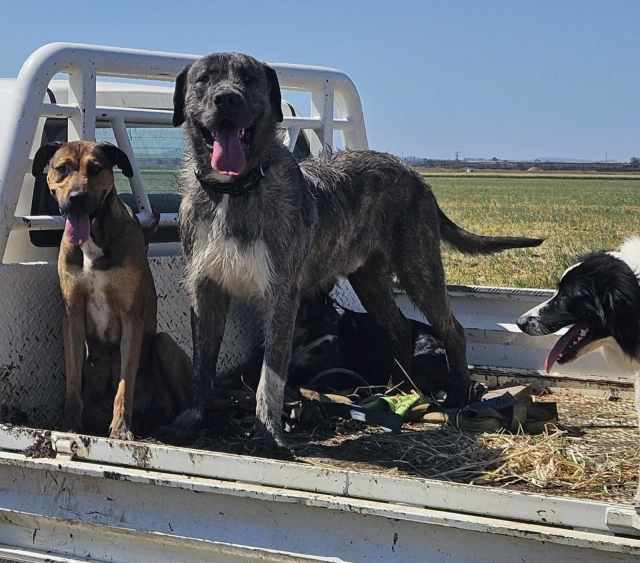 Wolfhound x Mastiff Male Dogs & Puppies Gumtree Australia Toowoomba