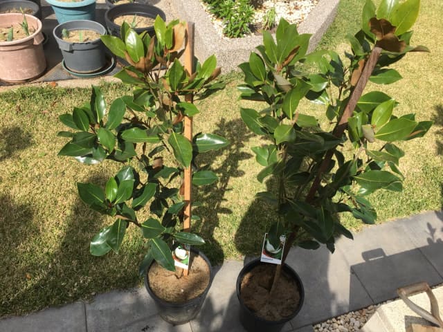 Two Pots of Healthy Little Gem Magnolia tree for sale | Plants | Gumtree  Australia Brimbank Area - Cairnlea | 1303955513