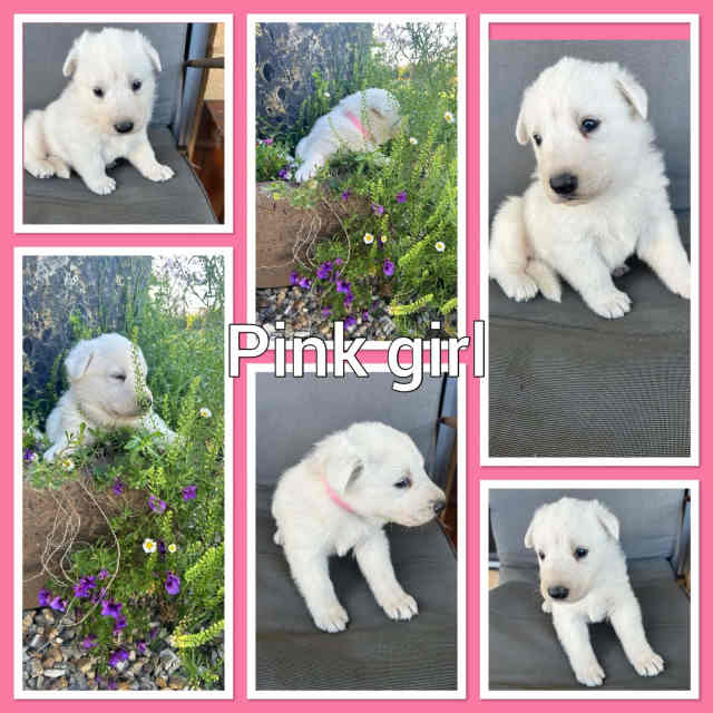 Swiss Shepherd puppies Dogs & Puppies Gumtree Australia Lismore