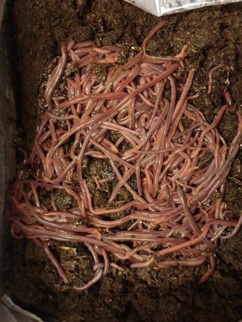 live-compost-worms-packed-to-order-other-garden-gumtree-australia