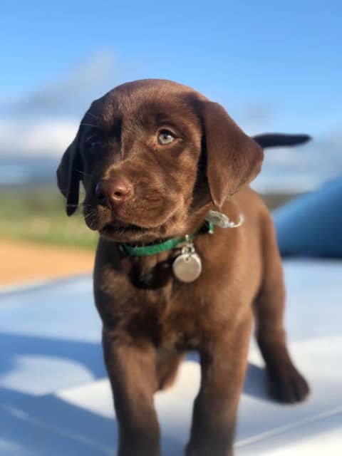 chocolate lab with green eyes for sale