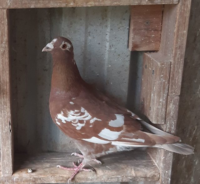 Coloured racing pigeons for sale | Birds | Gumtree Australia Bankstown ...