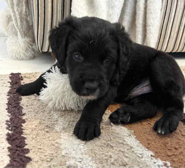 Blu Oodles Dogs & Puppies Gumtree Australia NowraBomaderry