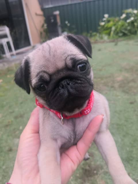 what shots do pug puppies need