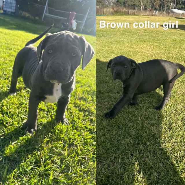 Neapolitan mastiff x Dogs & Puppies Gumtree Australia Southern