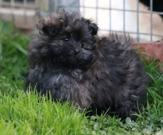Absolutely Pomapoo Puppies (Toy Poodle x Pomeranian) Dogs
