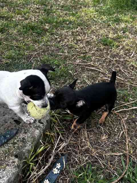 Chihuahua x Foxy pup | Dogs & Puppies | Gumtree Australia Ballarat City ...