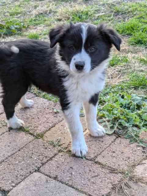 Purebred Border Collie Puppies | Dogs & Puppies | Gumtree Australia ...