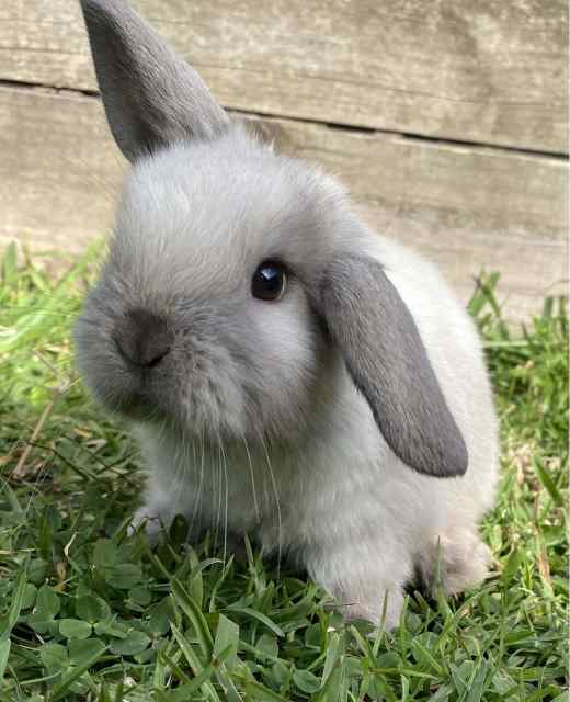 Mini Lop Baby Bunny Rabbit . Ready to go new home. Rabbits Gumtree