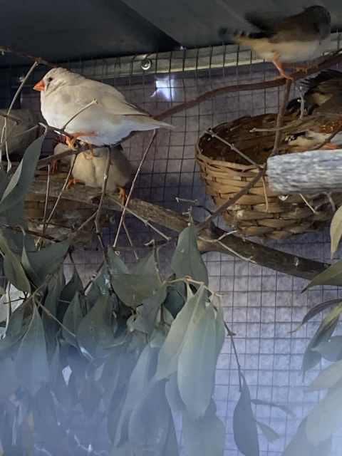 Zebra finches | Birds | Gumtree Australia Geelong City - Breakwater