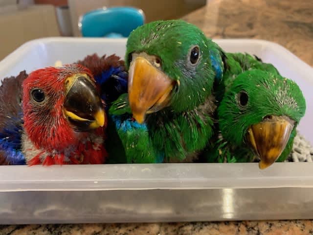 Eclectus Handreared Babies male and female Birdtalk Aviaries | Birds ...