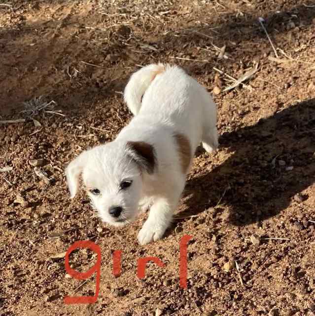 Jack Russell, Maltese shitzu Dogs & Puppies Gumtree Australia