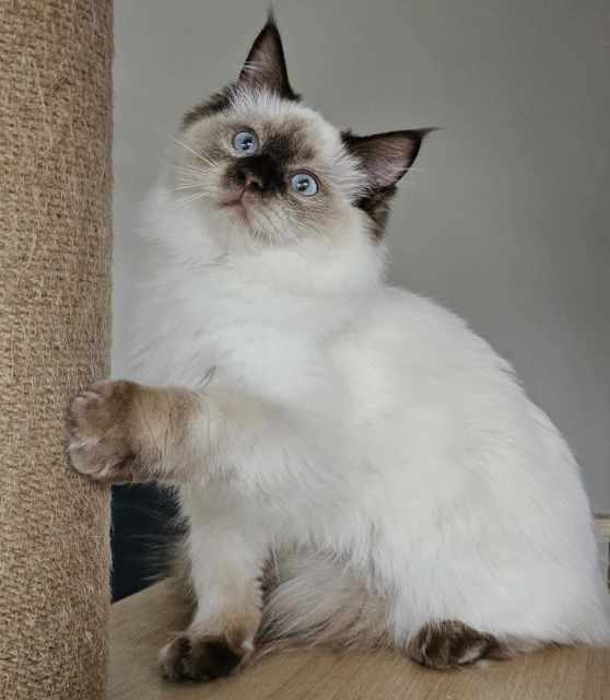 Ragdoll Kittens Registered breeder Cats & Kittens Gumtree