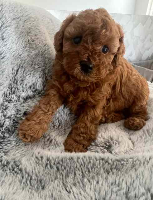 Ruby Color Cavoodle Puppy | Dogs & Puppies | Gumtree Australia Gold ...