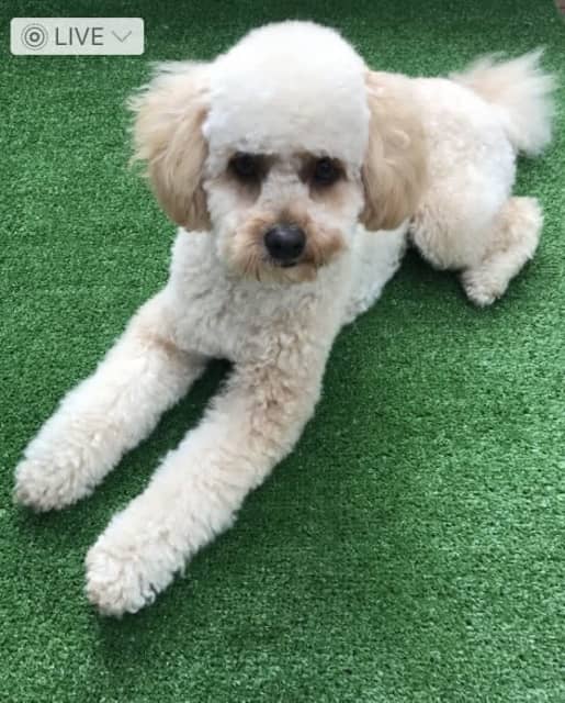 Dog grooming on the northern beaches Grooming Gumtree Australia