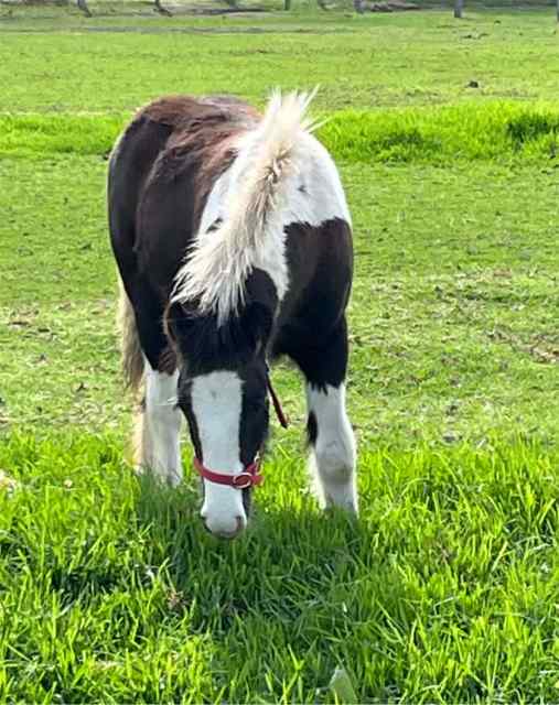 Gypsy Cob weanling gelding | Horses & Ponies | Gumtree Australia Harvey ...