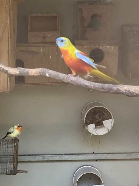 Birds for sale | Birds | Gumtree Australia Gympie Area - Gympie ...