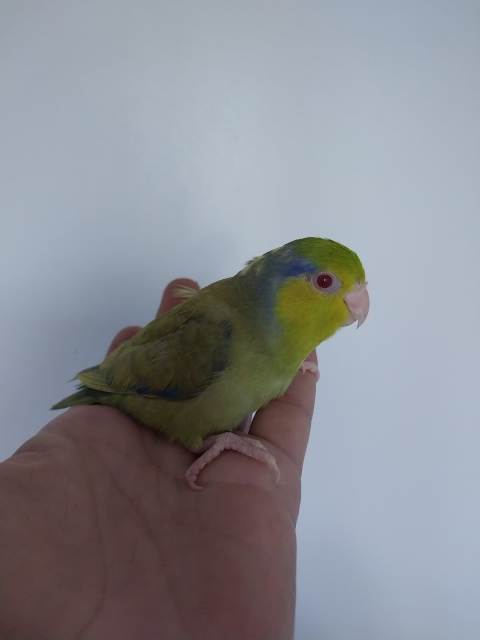 Last hand raised baby parrotlet | Birds | Gumtree Australia Ipswich ...